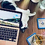 Aïko participe au concours pour gagner de l'argent avec cette photo : cat, laptop, wooden_table, coasters, glass, straw, potted_plant, black_and_white_cat, curious, indoor, desk, technology, home_office, relaxed, pet, closeup, decor, still_life, playful, workspace