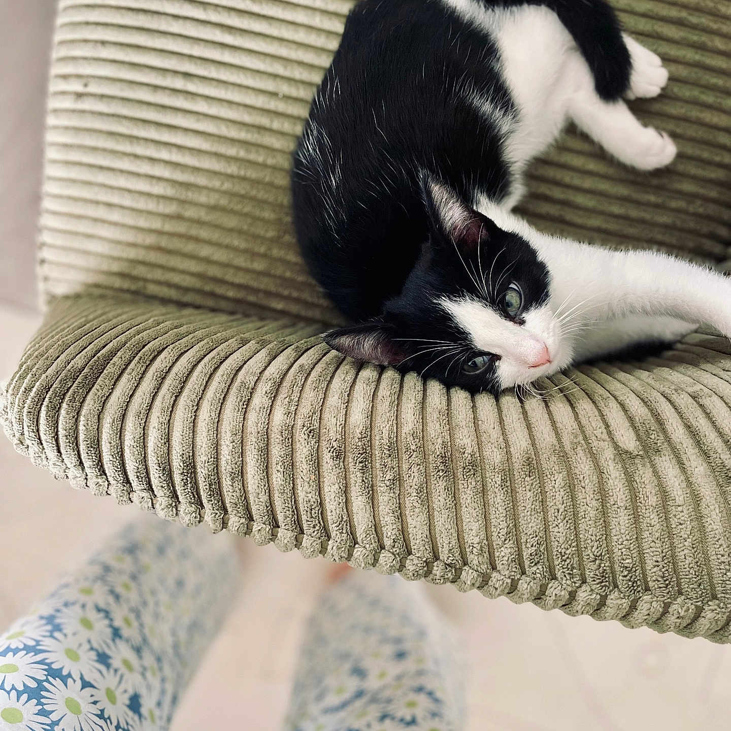 Aïko a rejoint le concours — aidez-le/la à gagner de superbes lots ! black_and_white_cat, casual, cat, chair, corduroy_texture, cozy, daisy_pattern, feline, floor, floral_pattern, home, indoor, legs, looking_up, pants, pet, relaxing, resting, soft_lighting, white_floor