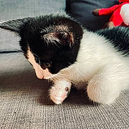 Aïko a rejoint le concours — aidez-le/la à gagner de superbes lots ! cat, kitten, black_and_white, paw, couch, fabric, plush_toy, red, indoor, pet, curious, feline, close_up, whiskers, soft, cute, young, cozy, relaxed, animal