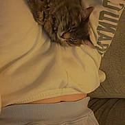Teddy joined the competition — help win amazing prizes! cat, sleeping, blanket, couch, indoor, cozy, pet, fur, relaxing, resting, animal, gray_cat, soft, comfort, human, clothing, casual, warm_light, home, snuggling