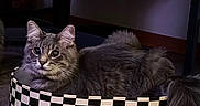 Teddy joined the competition — help win amazing prizes! cat, gray_cat, furry, pet, indoor, cozy, checkered_bed, circular_bed, carpet, office_chair, towel, relaxed, domestic_cat, animal, whiskers, tail, floor, feline, fur, cute