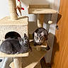 Teddy is registered to the contest to win money with this photo: cat, cats, gray_cat, cat_tree, pet, indoor, feline, fur, animal, cute, playful, resting, multi_level, toy, curious, whiskers, ears, eyes, home, carpet