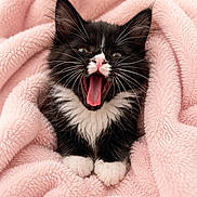 Willow joined the competition — help win amazing prizes! adorable, animal, black_and_white, cat, closeup, cozy, cute, feline, fur, indoors, kitten, mammal, paws, pet, pink_blanket, sleepy, small, soft, whiskers, yawning