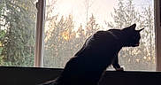 Willow joined the competition — help win amazing prizes! cat, silhouette, window, sunset, trees, bed, indoor, animal, pet, black_and_white, feline, nature, evening, light, shadow, quiet, peaceful, curious, looking_out, cozy