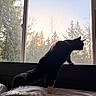cat, silhouette, window, sunset, trees, bed, indoor, animal, pet, black_and_white, feline, nature, evening, light, shadow, quiet, peaceful, curious, looking_out, cozy