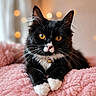 animal, bell, black_and_white, bokeh, cat, close_up, collar, cute, feline, fluffy, focused, golden_eyes, indoor, pets, pink_blanket, portrait, relaxed, resting, soft_lighting, whiskers
