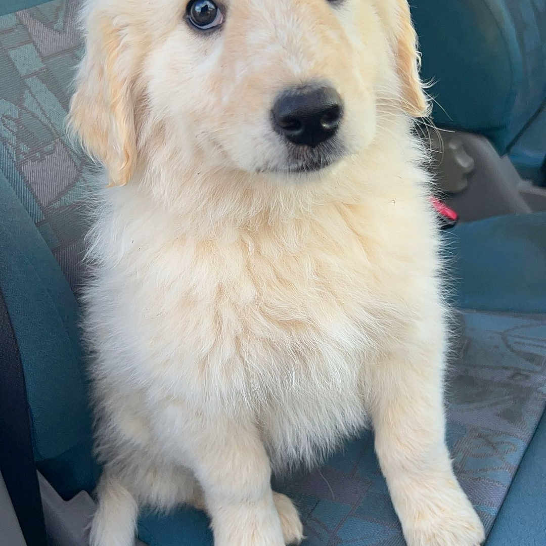 Luna a rejoint le concours — aidez-le/la à gagner de superbes lots ! animal, canine, cockerspaniel, cushion, dog, eskimodog, goldenretriever, homedecor, hound, husky, labradorretriever, newfoundland, person, pet, poodle, puppy, sleeping, snout, white, whitedog