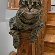 Indy joined the competition — help win amazing prizes! banister, cat, close_up, curious, domestic_pet, feline, fur, green_eyes, home_interior, indoor, muzzle, paws, pet, portrait, railing, sitting, staircase, tabby_cat, whiskers, wooden_stairs