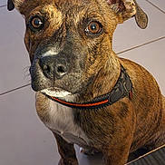 Atlas a rejoint le concours — aidez-le/la à gagner de superbes lots ! dog, brindle, pet, canine, collar, floor, tile, paw, brown_eyes, sitting, indoor, closeup, fur, ears, snout, whiskers, animal, looking_up, cute, companion