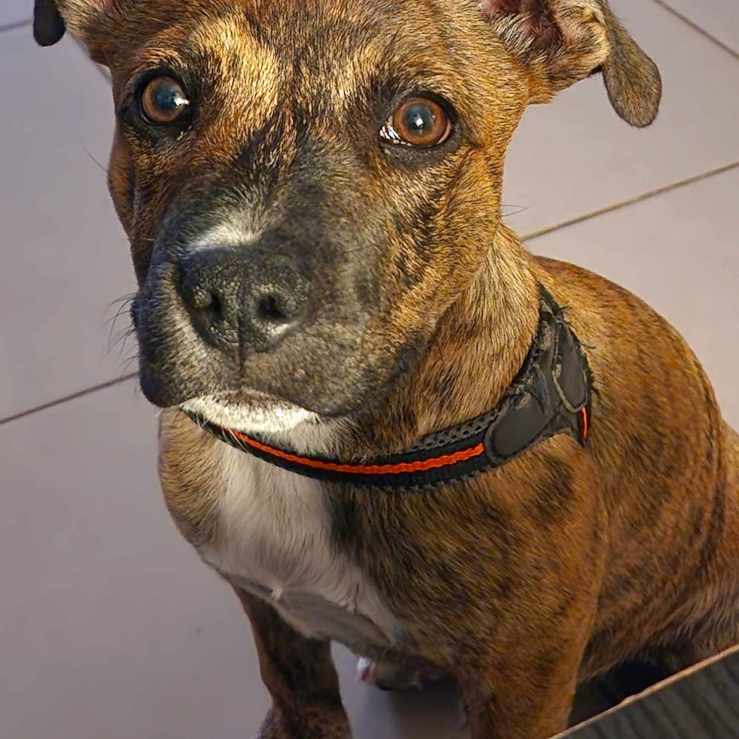 Atlas a rejoint le concours — aidez-le/la à gagner de superbes lots ! animal, brindle, brown_eyes, canine, closeup, collar, companion, cute, dog, ears, floor, fur, indoor, looking_up, paw, pet, sitting, snout, tile, whiskers