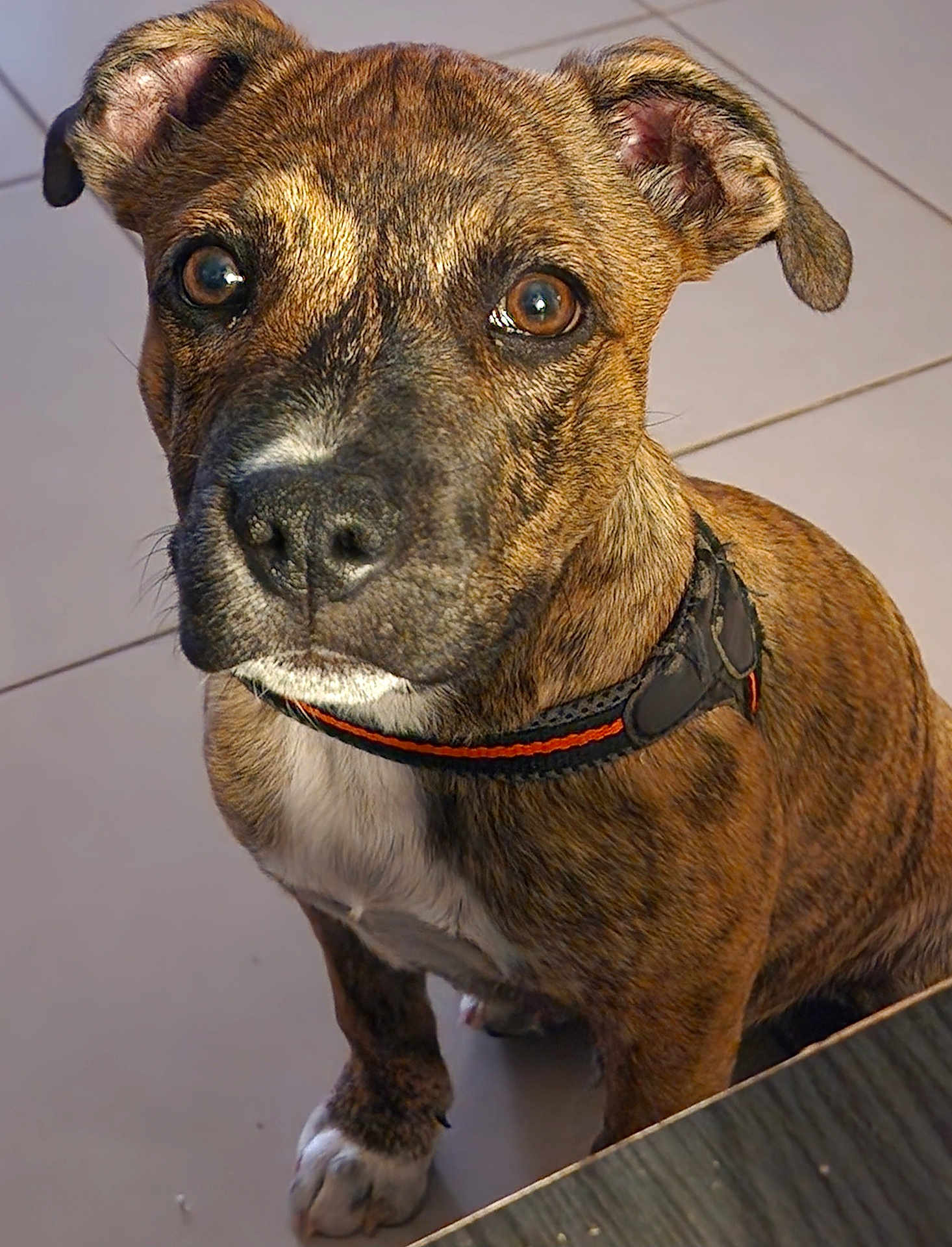 Atlas a rejoint le concours — aidez-le/la à gagner de superbes lots ! dog, brindle, pet, canine, collar, floor, tile, paw, brown_eyes, sitting, indoor, closeup, fur, ears, snout, whiskers, animal, looking_up, cute, companion