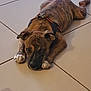 puppy, dog, brindle, lying_down, floor, tile_floor, indoors, pet, canine, cute, animal, sleepy, young_dog, paws, ears, collar, resting, companion, domestic_animal, close_up