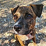 dog, brindle, close_up, outdoor, sunlight, rocks, fur, nose, ears, pet, animal, cute, sitting, portrait, brown, white, eyes, nature, ground, daylight