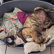 Atlas participe au concours pour gagner de l'argent avec cette photo : animal, bed, blanket, brindle, canine, cozy, dog, domestic, floor, fur, harness, indoor, paw, pet, relaxed, resting, side_view, sleeping, snout, tile