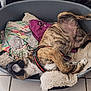 dog, sleeping, bed, blanket, harness, brindle, pet, indoor, cozy, resting, floor, tile, animal, canine, relaxed, fur, paw, snout, side_view, domestic