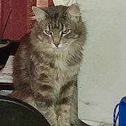 Smokey is registered to the contest to win money with this photo: cat, tabby, fluffy, yellow_eyes, indoor, cushion, red_curtains, household_items, pet, feline, sitting, fur, closeup, domestic_cat, animal, mammal, whiskers, ears, alert, looking