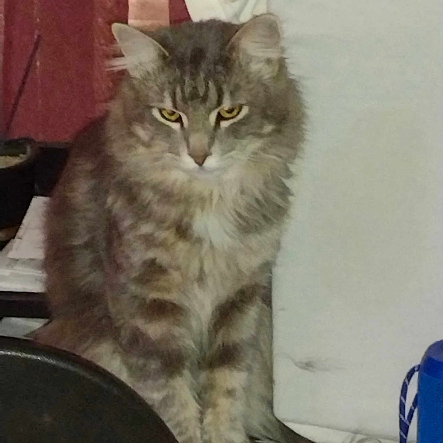 Smokey is registered to the contest to win money with this photo: alert, animal, cat, closeup, cushion, domestic_cat, ears, feline, fluffy, fur, household_items, indoor, looking, mammal, pet, red_curtains, sitting, tabby, whiskers, yellow_eyes