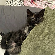 Coco is registered to the contest to win money with this photo: kitten, cat, tortoiseshell, feline, pet, bed, blanket, pillow, resting, cozy, sleepy, fur, indoor, cute, animal, domestic, small, young, comfort, relaxed