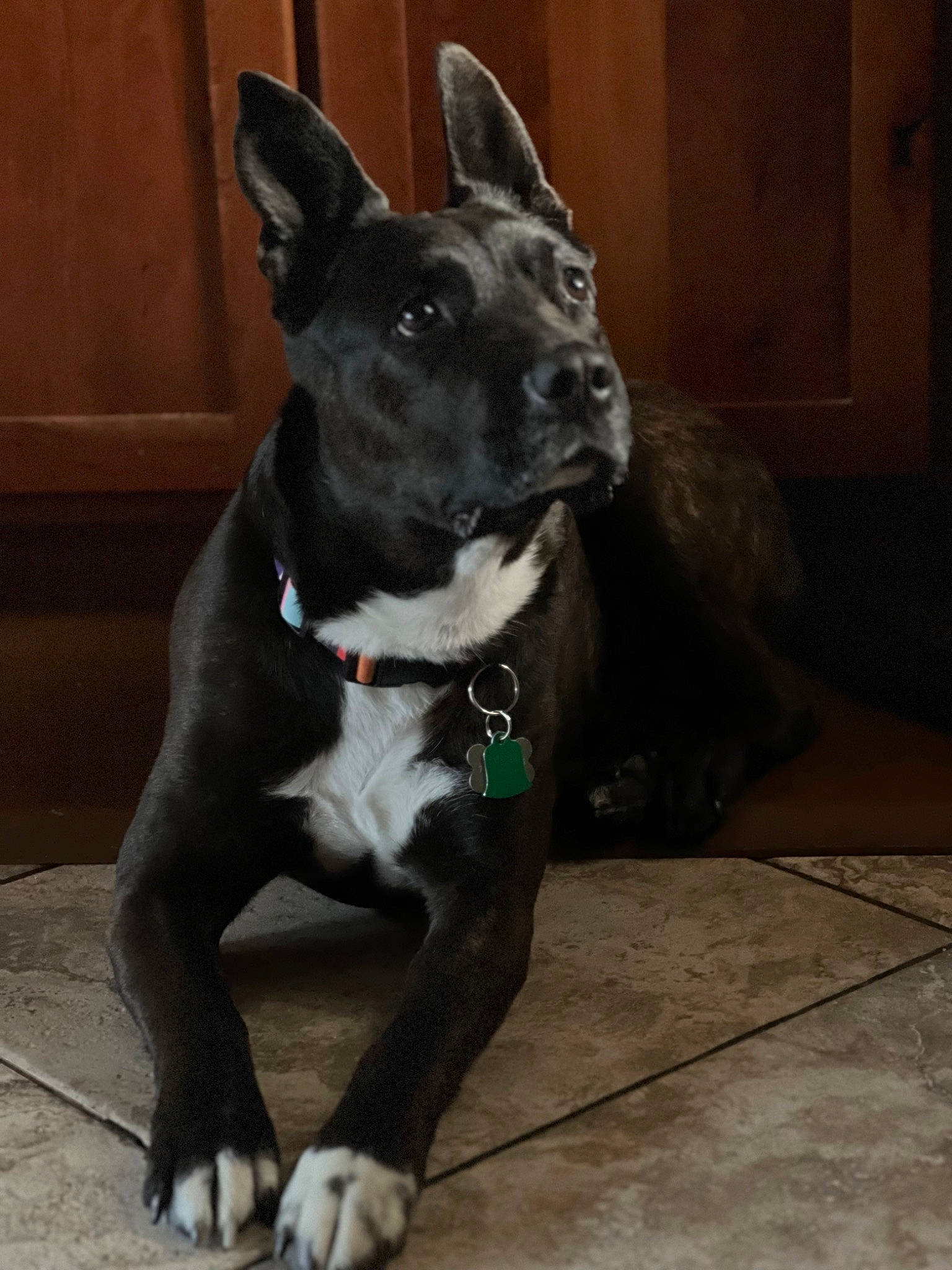 Rango is registered to the contest to win money with this photo: borador, canidae, carnivore, collar, companion_dog, dog, dog_breed, dog_collar, dog_supply, guard_dog, non_sporting_group, snout, sporting_group, whiskers, working_animal, working_dog