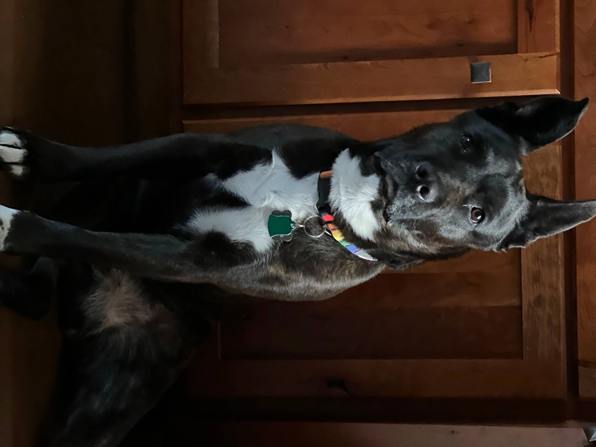 Rango is registered to the contest to win money with this photo: boston_terrier, canidae, carnivore, collar, companion_dog, dog, dog_breed, dog_collar, dog_supply, fawn, fur, grey, guard_dog, non_sporting_group, sporting_group, tail, vertebrate, whiskers, wood, working_animal