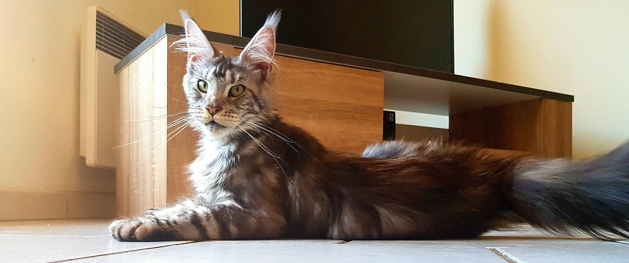 One a rejoint le concours — aidez-le/la à gagner de superbes lots ! american_curl, asian, carnivore, cat, domestic_long_haired_cat, fawn, felidae, kitten, maine_coon, mammal, norwegian_forest_cat, oriental_longhair, ragamuffin, small_to_medium_sized_cats, somali, tabby_cat, vertebrate, whiskers