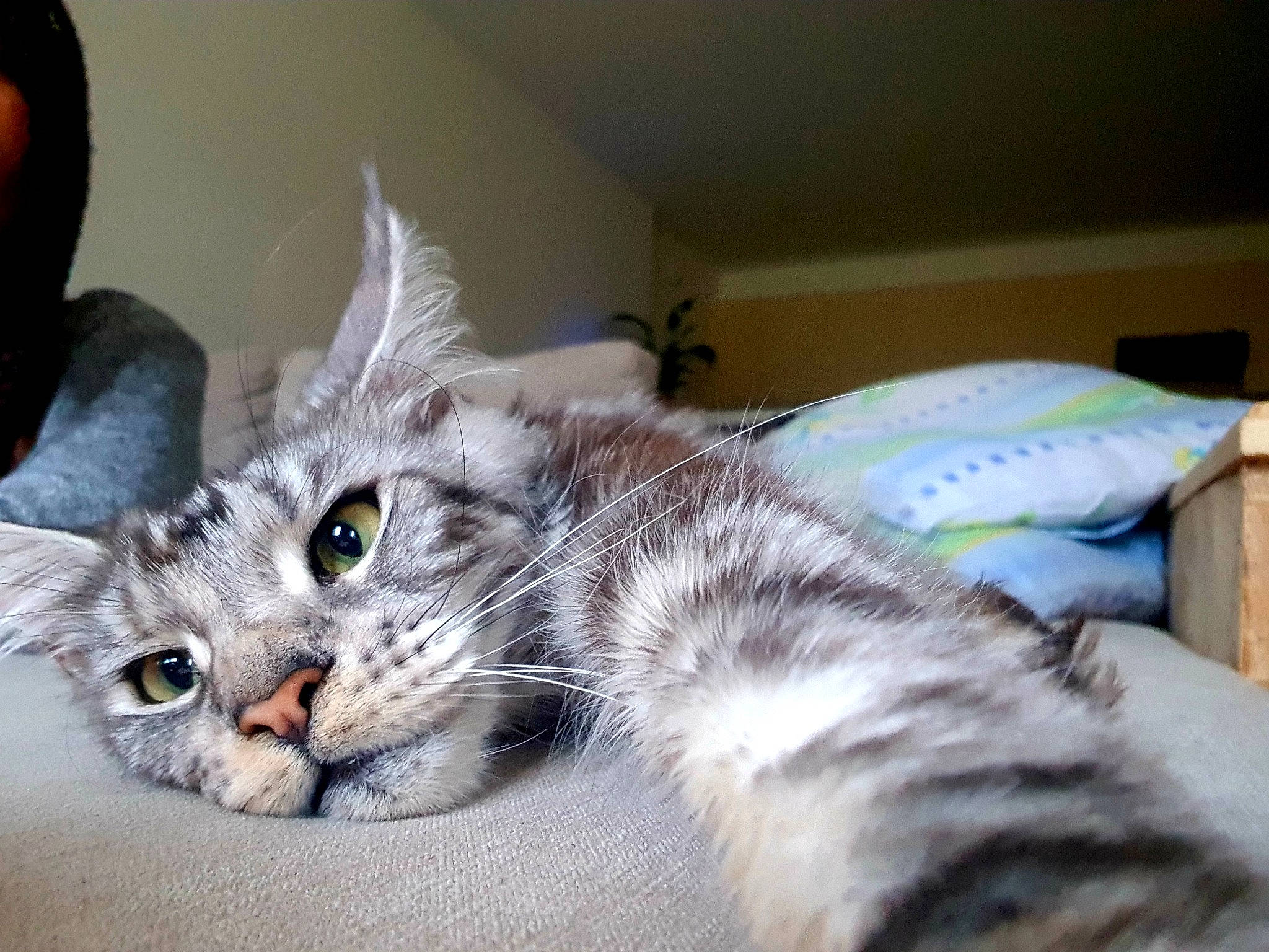 One a rejoint le concours — aidez-le/la à gagner de superbes lots ! american_curl, american_shorthair, asian, australian_mist, carnivore, cat, domestic_short_haired_cat, dragon_li, egyptian_mau, european_shorthair, felidae, kitten, mammal, norwegian_forest_cat, pixie_bob, siberian, small_to_medium_sized_cats, tabby_cat, vertebrate, whiskers