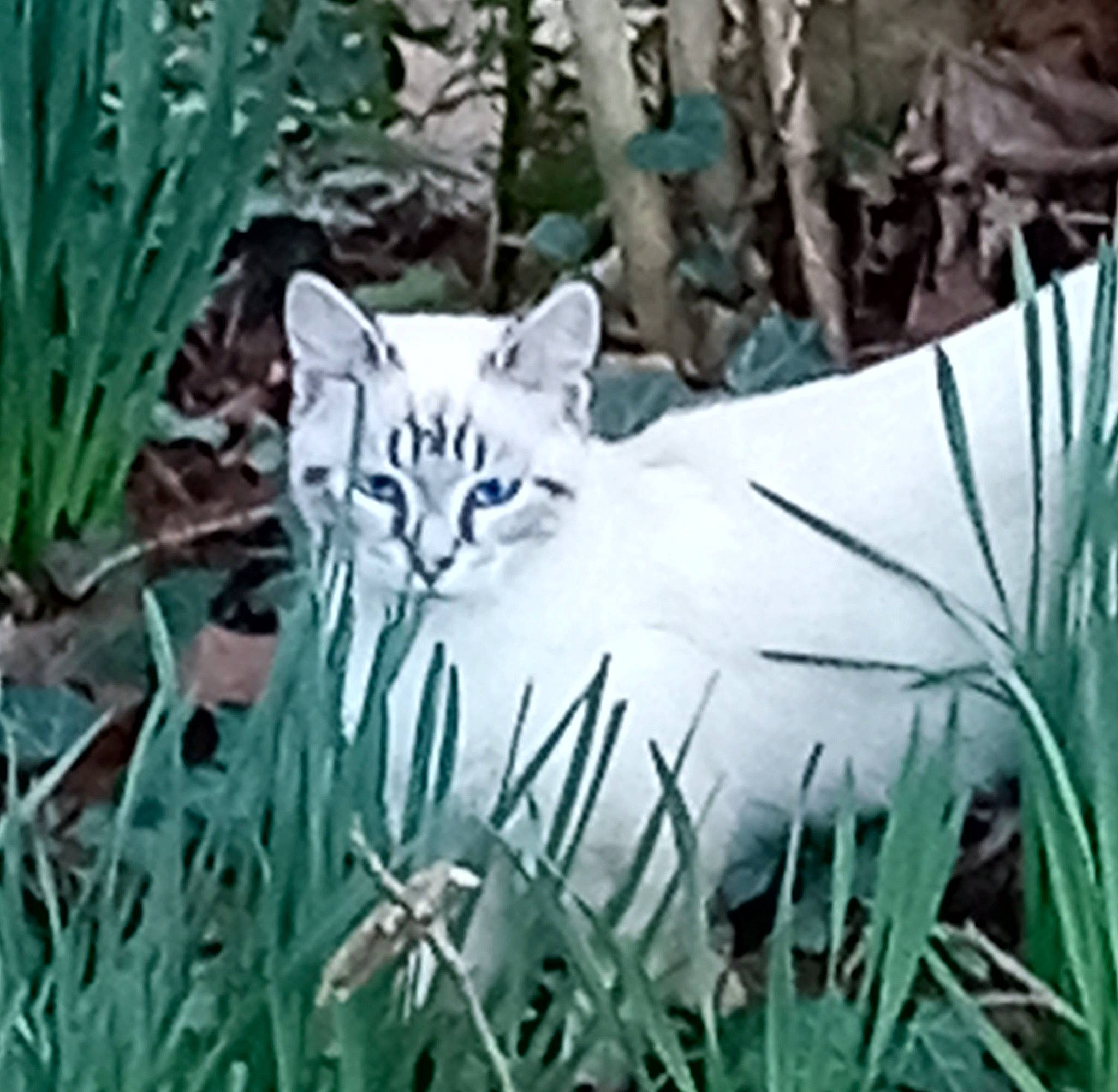 Grunt is registered to the contest to win money with this photo: adaptation, carnivore, cat, domestic_short_haired_cat, eye, fawn, felidae, fur, grass, organism, plant, small_to_medium_sized_cats, snout, tail, terrestrial_animal, terrestrial_plant, tree, twig, whiskers, wildlife