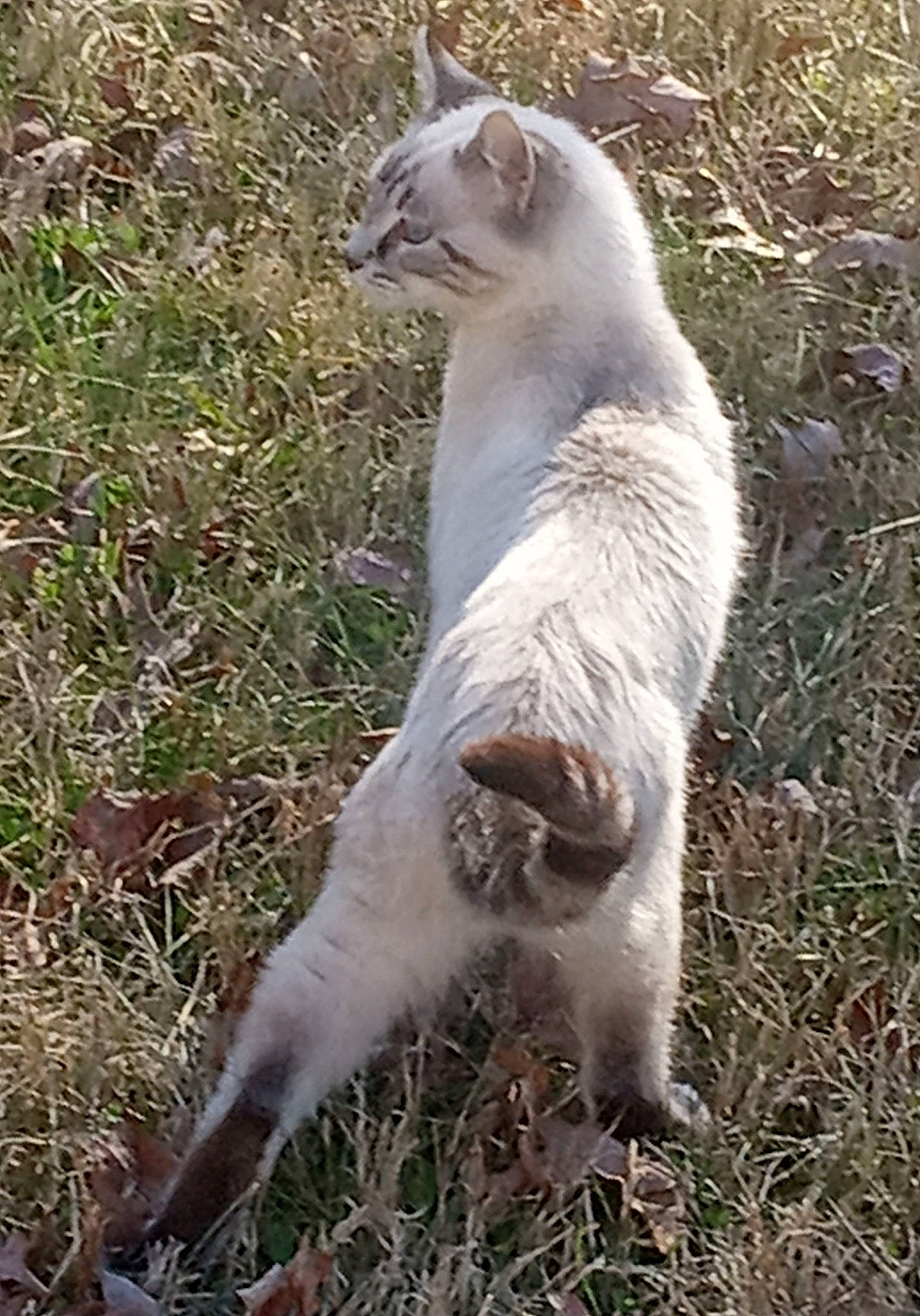 Grunt joined the competition — help win amazing prizes! carnivore, cat, domestic_short_haired_cat, fang, fawn, felidae, fur, grass, paw, photo_caption, plant, small_to_medium_sized_cats, snout, tail, terrestrial_animal, whiskers, wildlife