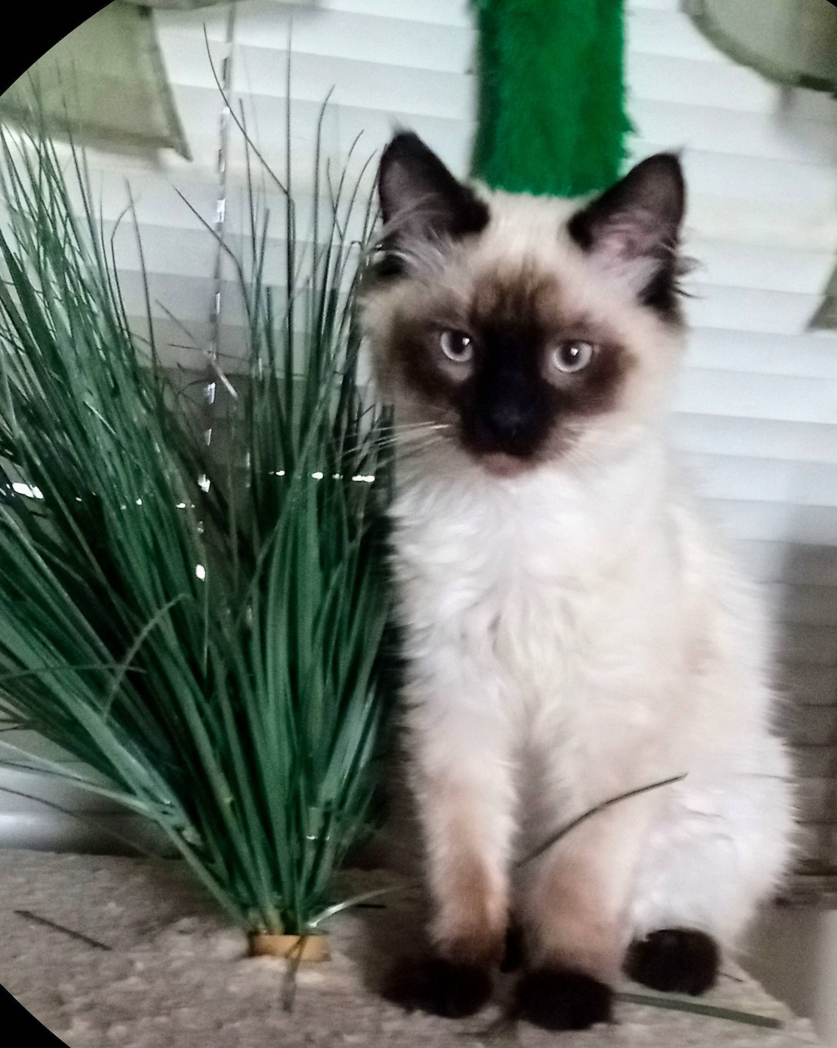 Cotton joined the competition — help win amazing prizes! birman, carnivore, cat, eye, fawn, felidae, fur, grass, head, iris, perennial_plant, plant, siamese, small_to_medium_sized_cats, snout, tail, terrestrial_animal, thai, whiskers