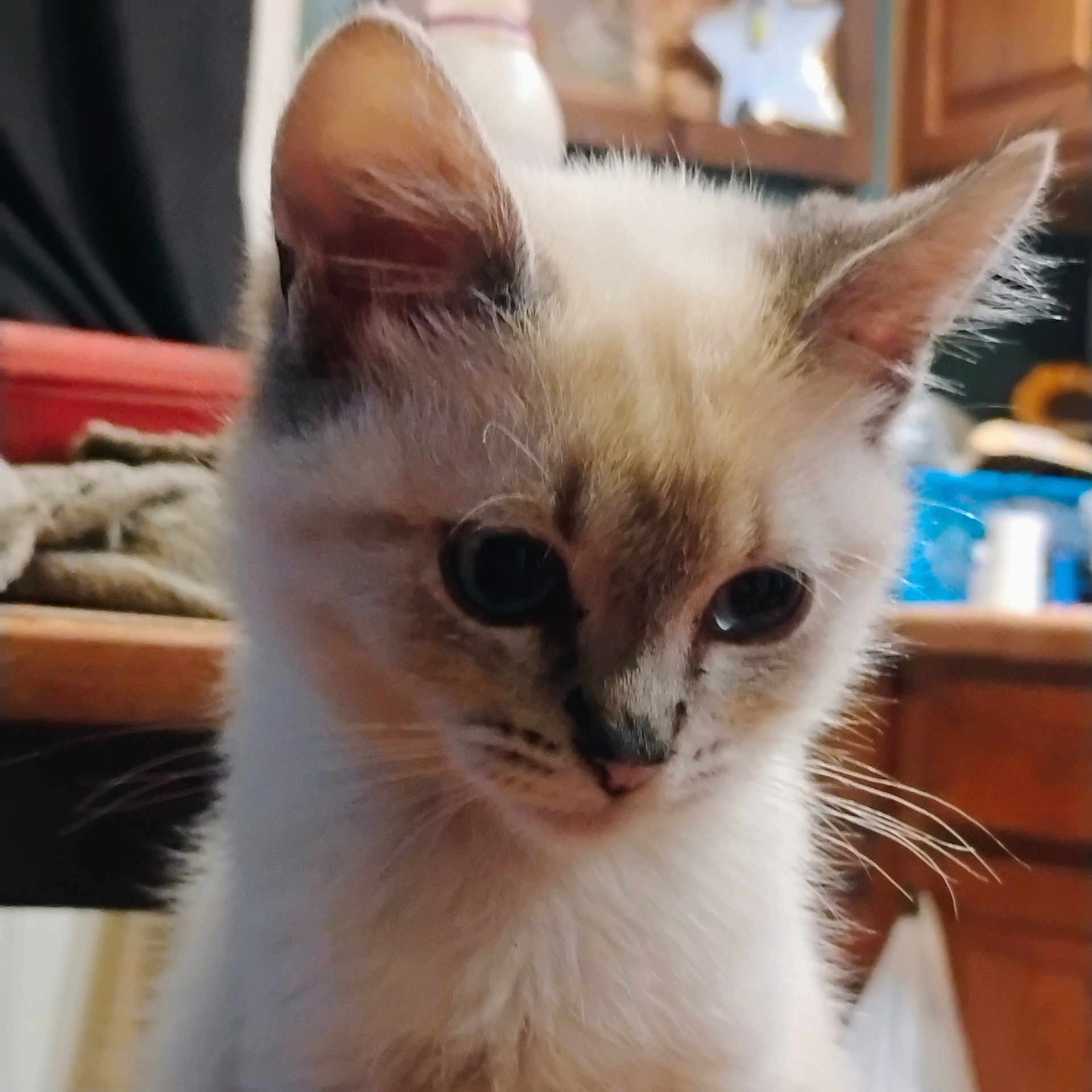 Dewey joined the competition — help win amazing prizes! cat, kitten, close_up, indoor, furry, pet, animal, whiskers, ears, face, young, curious, soft, domestic, cute, feline, background, wood, home, blurred