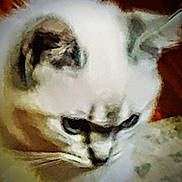 Dewey is registered to the contest to win money with this photo: animal, blur, cat, close_up, cozy, cute, domestic_animal, ears, eye, face, feline, fur, head, indoor, muzzle, pet, portrait, soft_focus, warm_tones, whiskers