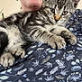 Tilly joined the competition — help win amazing prizes! cat, kitten, person, lap, floral_pattern, clothing, indoor, closeup, animal, pet, feline, striped, soft_fur, relaxed, cute, face_partial, earring, human, resting, comfort