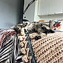 Tilly is registered to the contest to win money with this photo: kitten, tabby_cat, blanket, knitted, bed, pillow, dog_illustration, cabinet, indoor, playful, resting, patterned_bed_sheet, cozy, furniture, whiskers, paw, cute, animal, pet, home