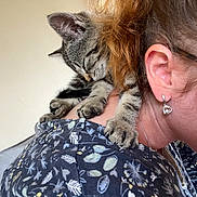 Tilly is registered to the contest to win money with this photo: cat, kitten, person, shoulder, sleeping, indoor, earring, glasses, floral_shirt, feline, pet, cute, animal, resting, tabby, closeup, comfort, domestic_animal, paws, red_hair