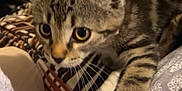 Tilly is registered to the contest to win money with this photo: kitten, tabby, cat, paw, fur, striped, closeup, indoor, bed, blanket, curious, animal, pet, whiskers, cute, young, feline, soft, pattern, resting