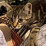 kitten, tabby, cat, paw, fur, striped, closeup, indoor, bed, blanket, curious, animal, pet, whiskers, cute, young, feline, soft, pattern, resting