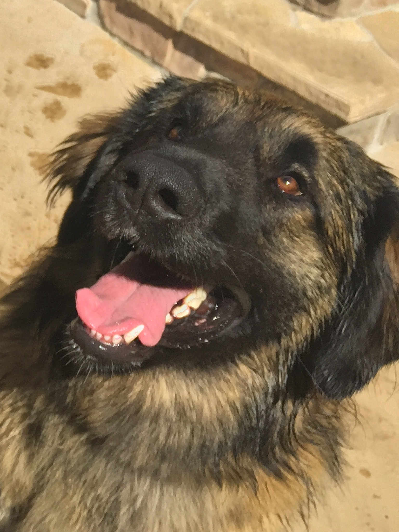 Lucy