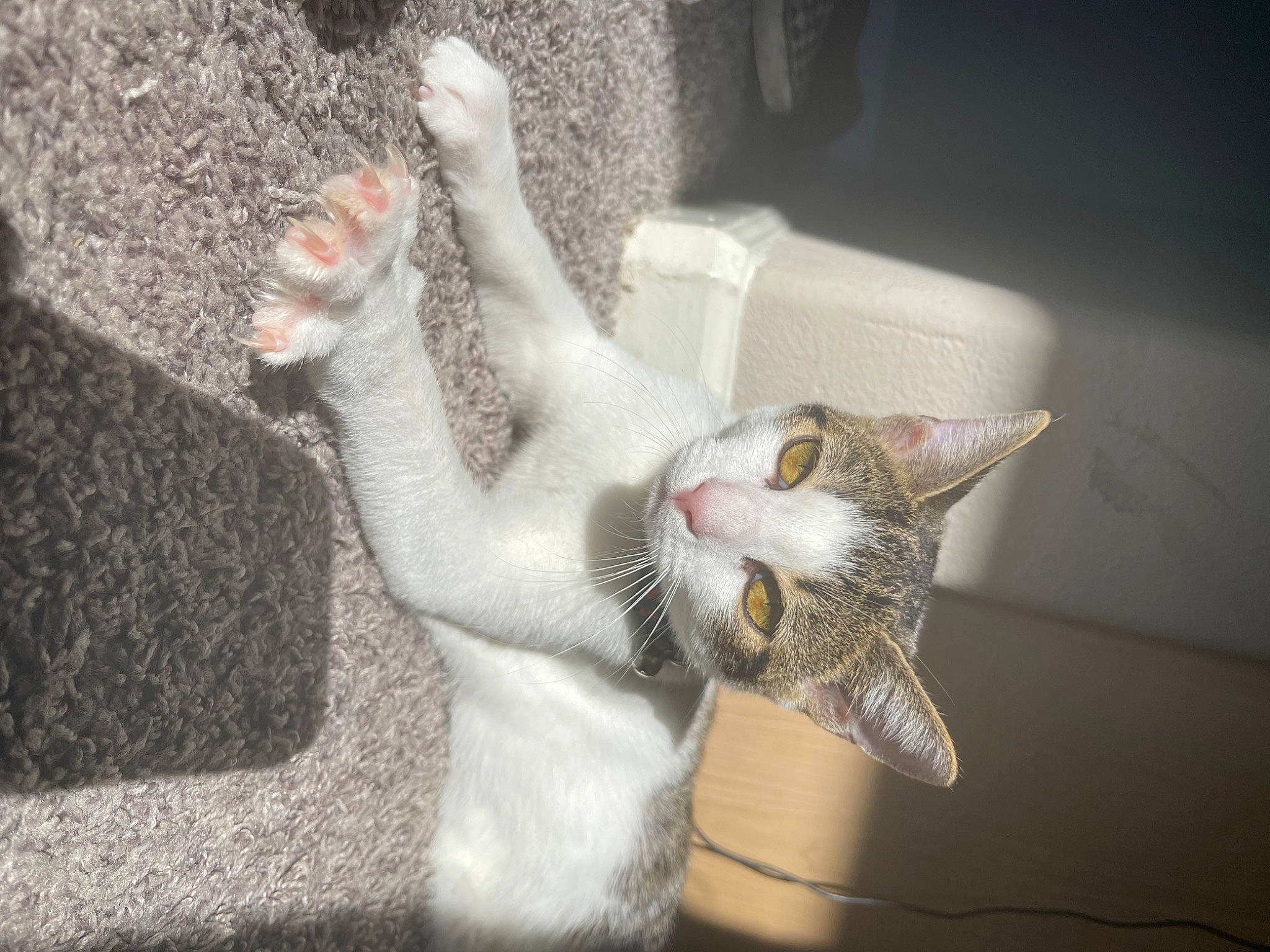 Luna joined the competition — help win amazing prizes! carnivore, cat, claw, domestic_short_haired_cat, ear, felidae, fur, gesture, grass, grey, paw, plant, small_to_medium_sized_cats, snout, tail, whiskers
