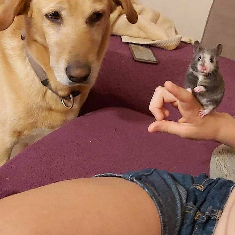 Houston participe au concours pour gagner de l'argent avec cette photo : canidae, carnivore, carolina_dog, companion_dog, dog, dog_breed, fawn, gesture, hand, leg, mammal, nail, paw, puppy_love, silken_windhound, sporting_group, thigh, vertebrate