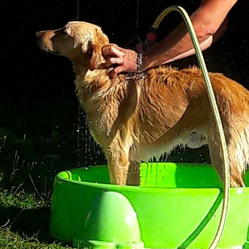 Houston a rejoint le concours — aidez-le/la à gagner de superbes lots ! canidae, carnivore, companion_dog, dog, dog_breed, golden_retriever, mammal, nova_scotia_duck_tolling_retriever, obedience_training, retriever, sporting_group, vertebrate