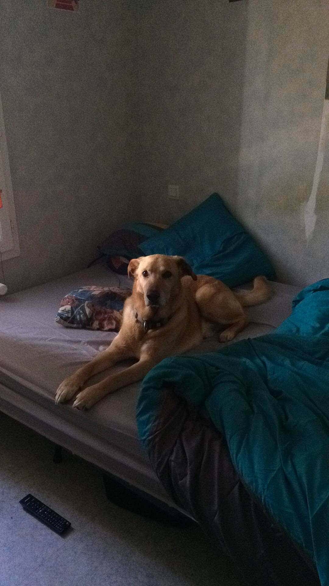 Houston participe au concours pour gagner de l'argent avec cette photo : bed, canidae, carnivore, comfort, companion_dog, couch, dog, dog_breed, fawn, furniture, golden_retriever, labrador_retriever, lurcher, mattress, retriever, sporting_group