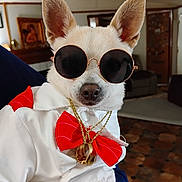 Suavecito is registered to the contest to win money with this photo: accessories, animal, canine, costume, cute, dog, fashion, furry, gold_chains, home, indoor, living_room, person_holding, pet, portrait, red_bow, retro, small_dog, sunglasses, white_shirt