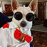 accessories, animal, canine, costume, cute, dog, fashion, furry, gold_chains, home, indoor, living_room, person_holding, pet, portrait, red_bow, retro, small_dog, sunglasses, white_shirt