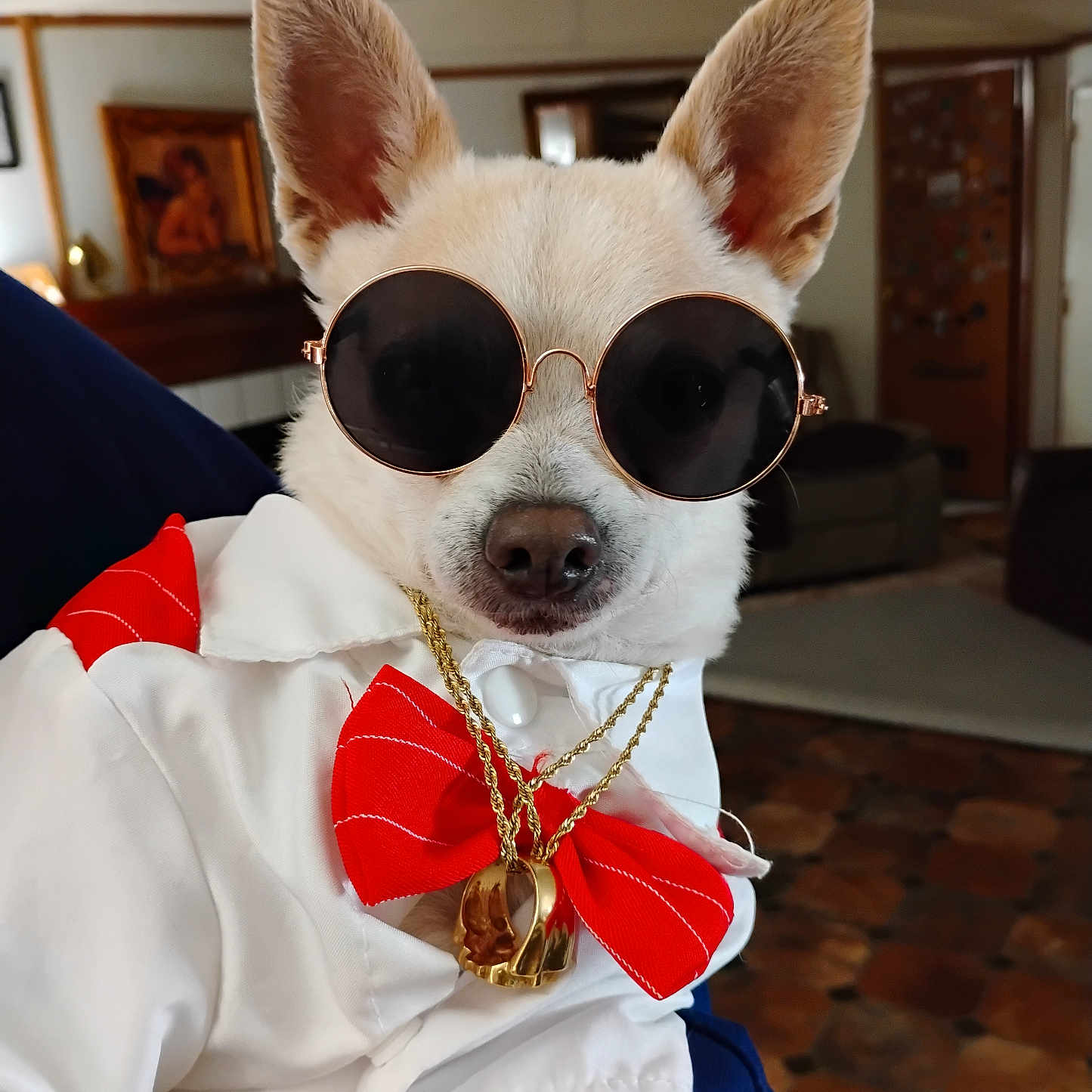 Suavecito is registered to the contest to win money with this photo: accessories, animal, canine, costume, cute, dog, fashion, furry, gold_chains, home, indoor, living_room, person_holding, pet, portrait, red_bow, retro, small_dog, sunglasses, white_shirt