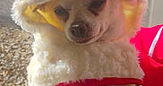 Suavecito joined the competition — help win amazing prizes! animal, animal_portrait, costume, cute, dog, ears, expression, face, fluffy, hand, holding, outdoor, pet, pet_clothing, red_clothing, santa_hat, sheep_costume, small_dog, sunlight, white_fur
