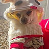 animal, animal_portrait, costume, cute, dog, ears, expression, face, fluffy, hand, holding, outdoor, pet, pet_clothing, red_clothing, santa_hat, sheep_costume, small_dog, sunlight, white_fur