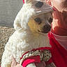 Suavecito joined the competition — help win amazing prizes! animal, braided_hair, costume, cute, dog, face, fur, gravel, hand, holding, outdoor, person, pet, portrait, red_shirt, sheep_costume, small_dog, sunlight, wall, white_fur