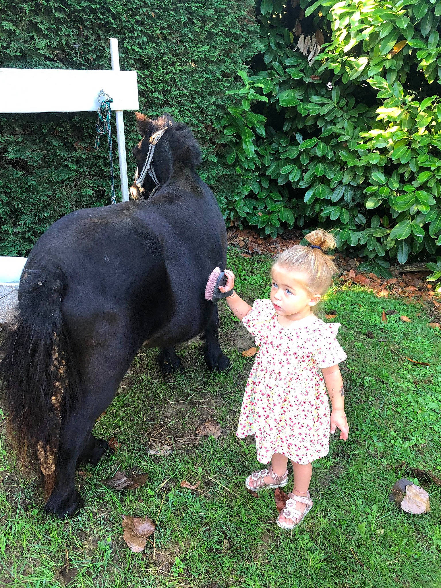 Kassie participe au concours pour gagner de l'argent avec cette photo : baby, baby_toddler_clothing, child, companion_dog, dog, dog_breed, dress, fun, garden, grass, guard_dog, livestock, people_in_nature, person, plant, stallion, tail, toddler, working_animal, working_dog