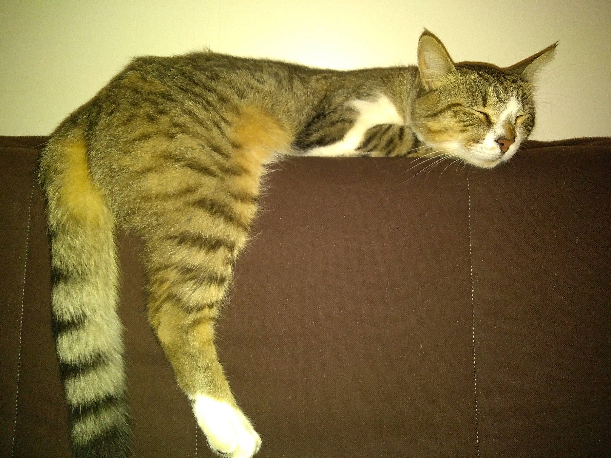 Nougat participe au concours pour gagner de l'argent avec cette photo : carnivore, cat, claw, comfort, domestic_short_haired_cat, eye, felidae, foot, fur, leg, mammal, paw, sitting, small_to_medium_sized_cats, snout, tail, terrestrial_animal, vertebrate, whiskers, wildlife