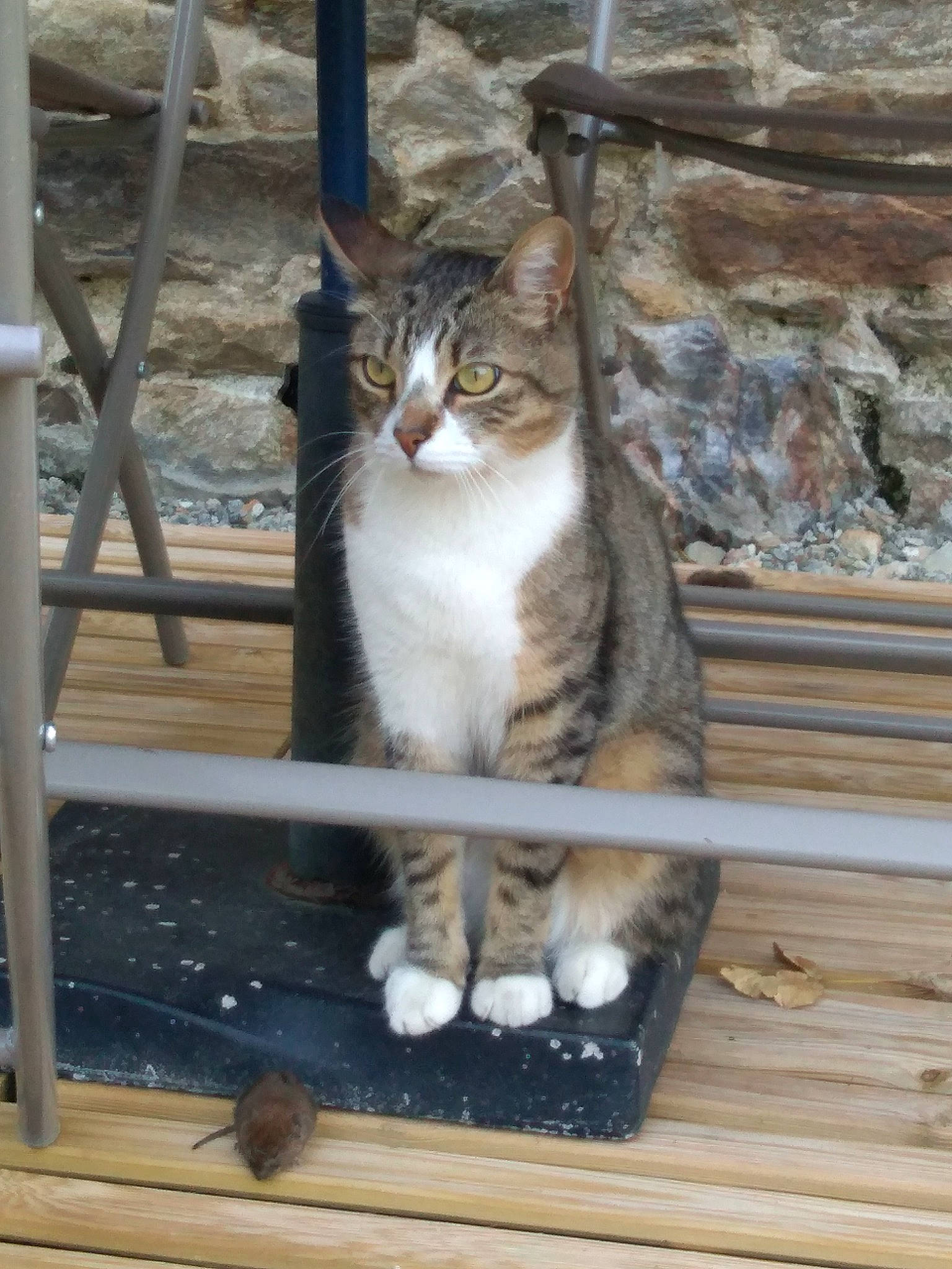 Nougat a rejoint le concours — aidez-le/la à gagner de superbes lots ! carnivore, cat, claw, domestic_short_haired_cat, door, fawn, felidae, fence, fur, paw, sitting, small_to_medium_sized_cats, snout, tail, terrestrial_animal, tree, whiskers, wildlife, window, wood